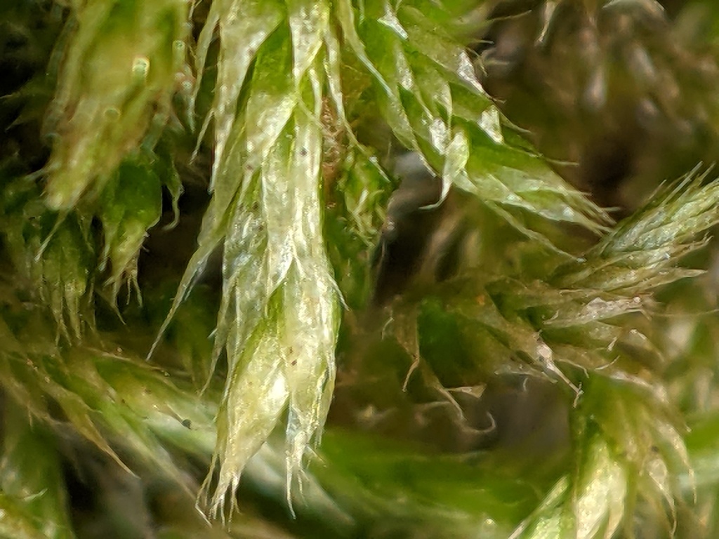 Fabroniaceae (hero image)