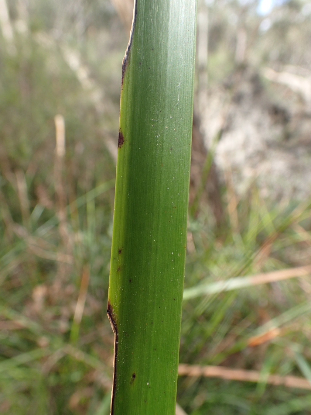 Lepidosperma elatius (hero image)