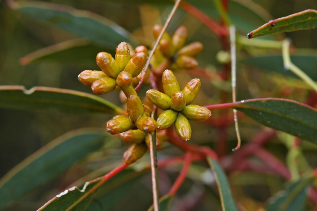 Eucalyptus phenax subsp. phenax (hero image)