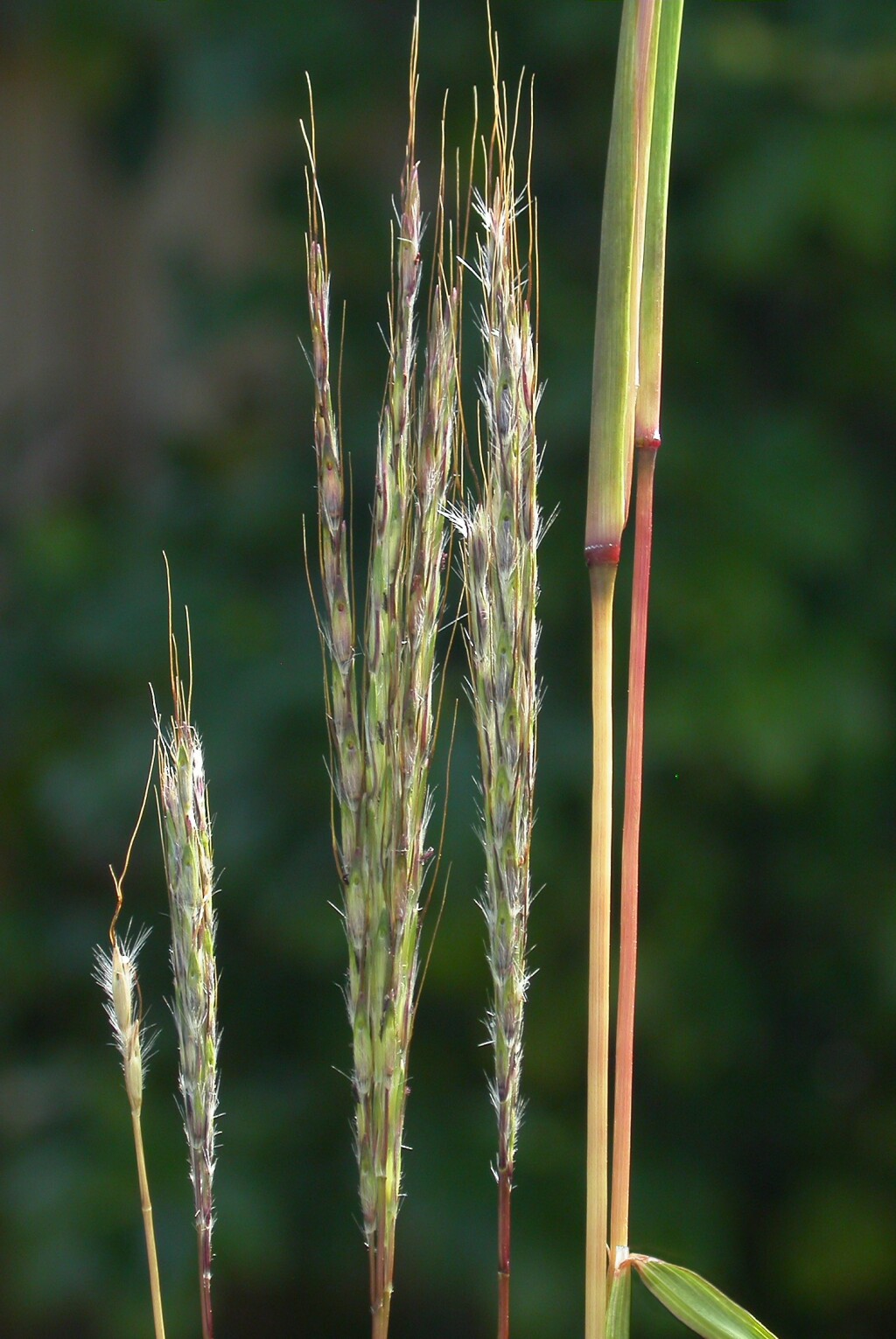 Bothriochloa (hero image)