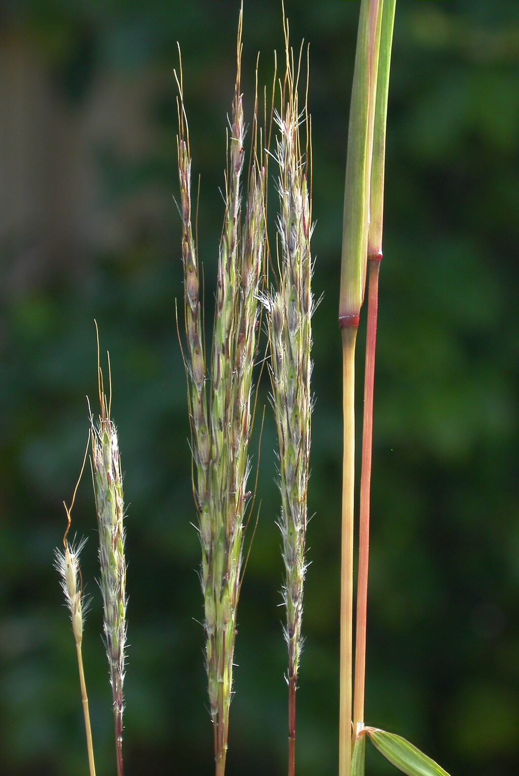 Bothriochloa macra (hero image)