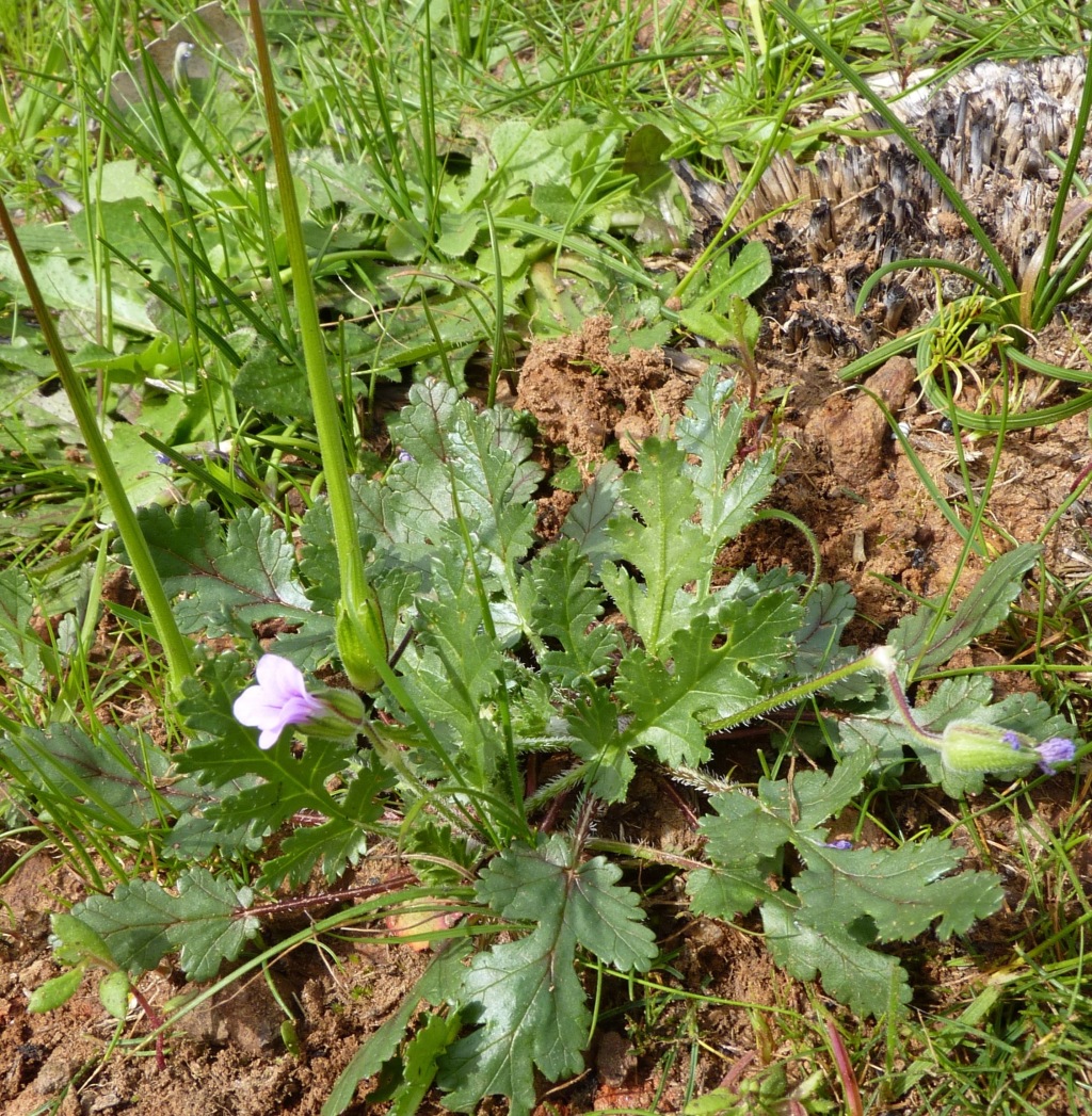 Geraniaceae (hero image)