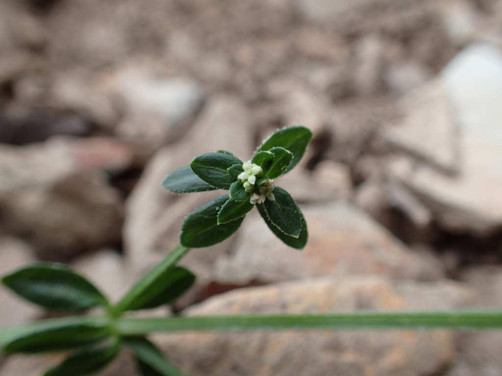 Galium liratum (hero image)