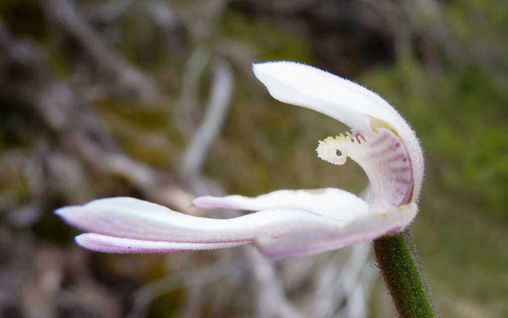 Caladenia alpina (hero image)