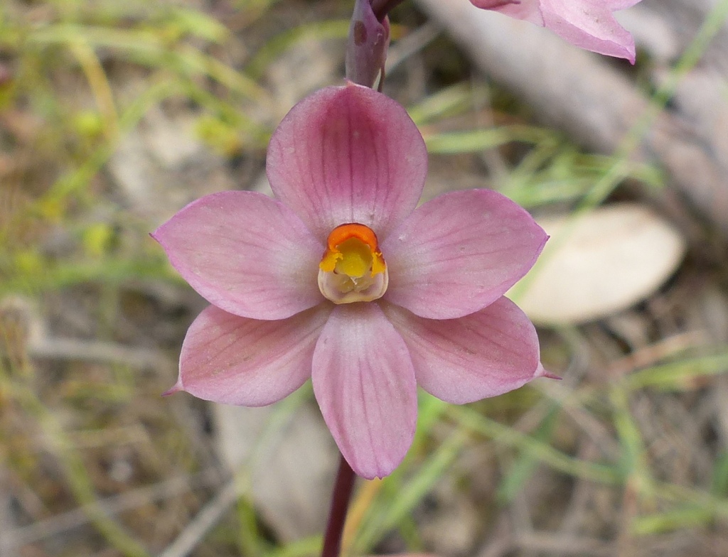 Thelymitra rubra (hero image)