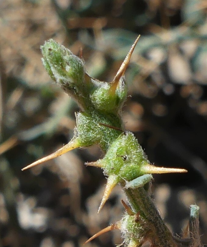 Sclerolaena muricata var. semiglabra (hero image)