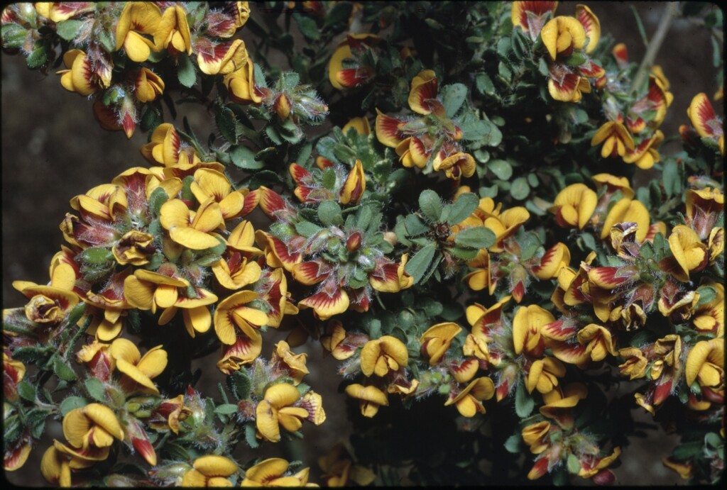 Pultenaea hispidula (hero image)