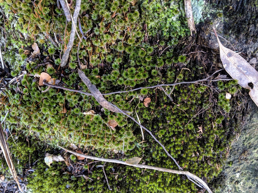 Rosulabryum subtomentosum (hero image)