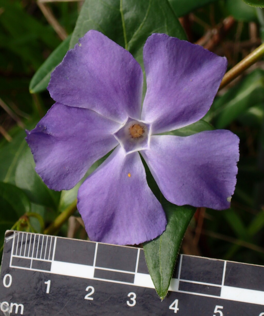 Vinca major (hero image)