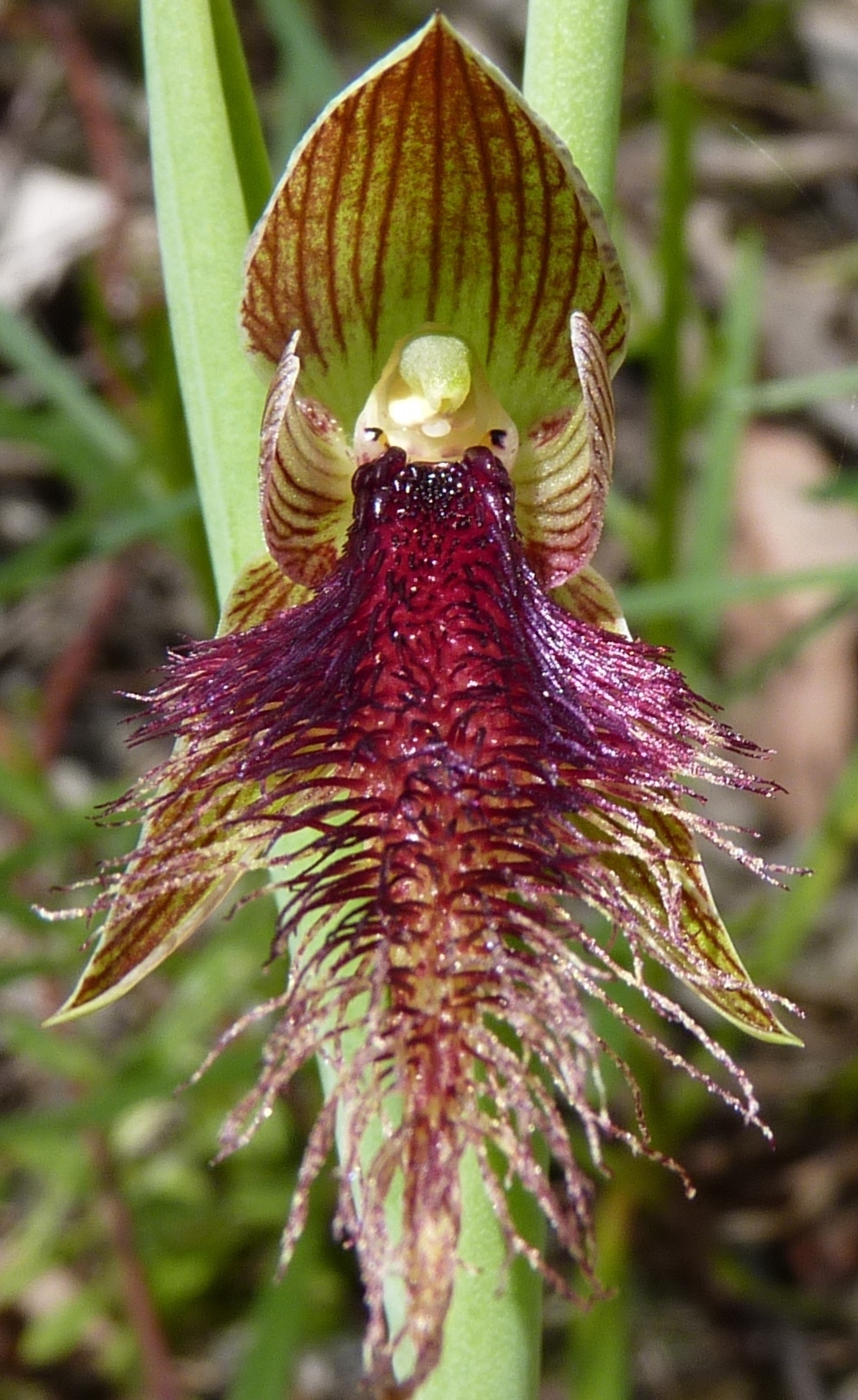 Calochilus (hero image)