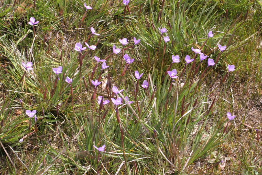 Patersonia occidentalis var. occidentalis (hero image)