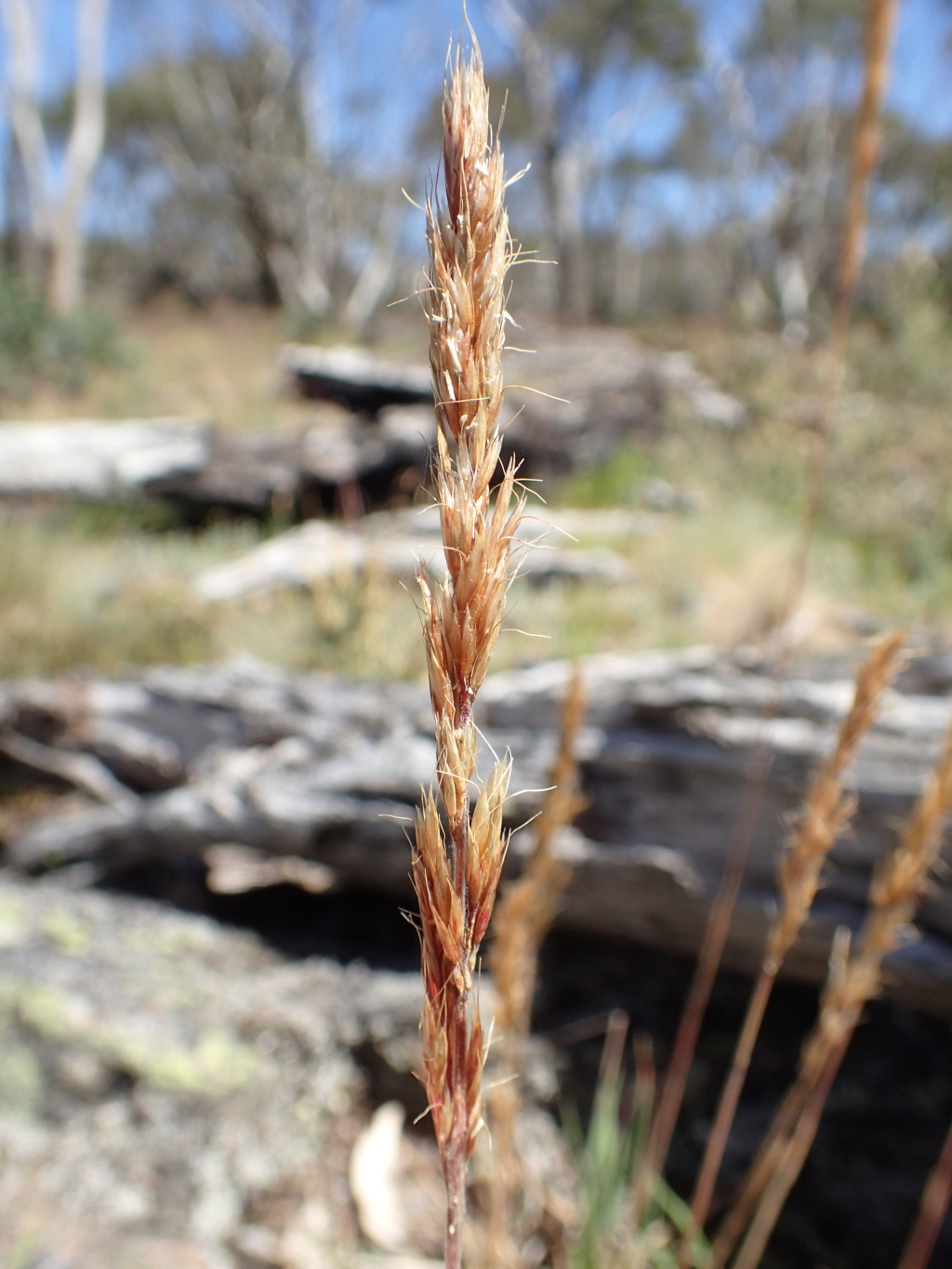 Trisetum spicatum (hero image)