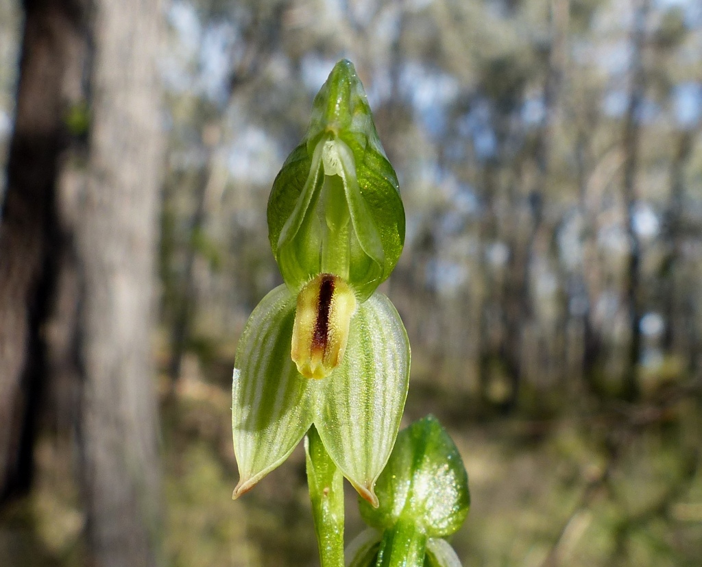 Pterostylis melagramma (hero image)