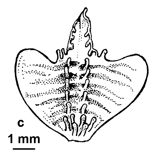 Caladenia prolata (hero image)