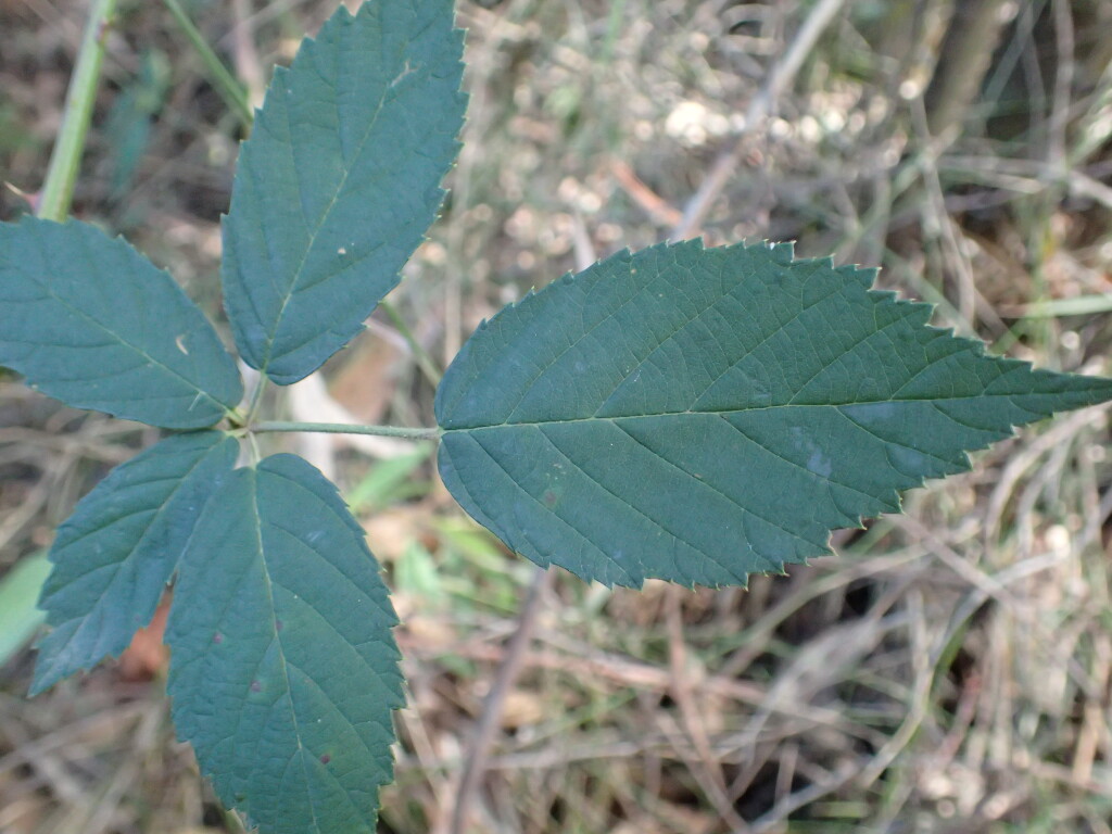 Rubus leucostachys (hero image)