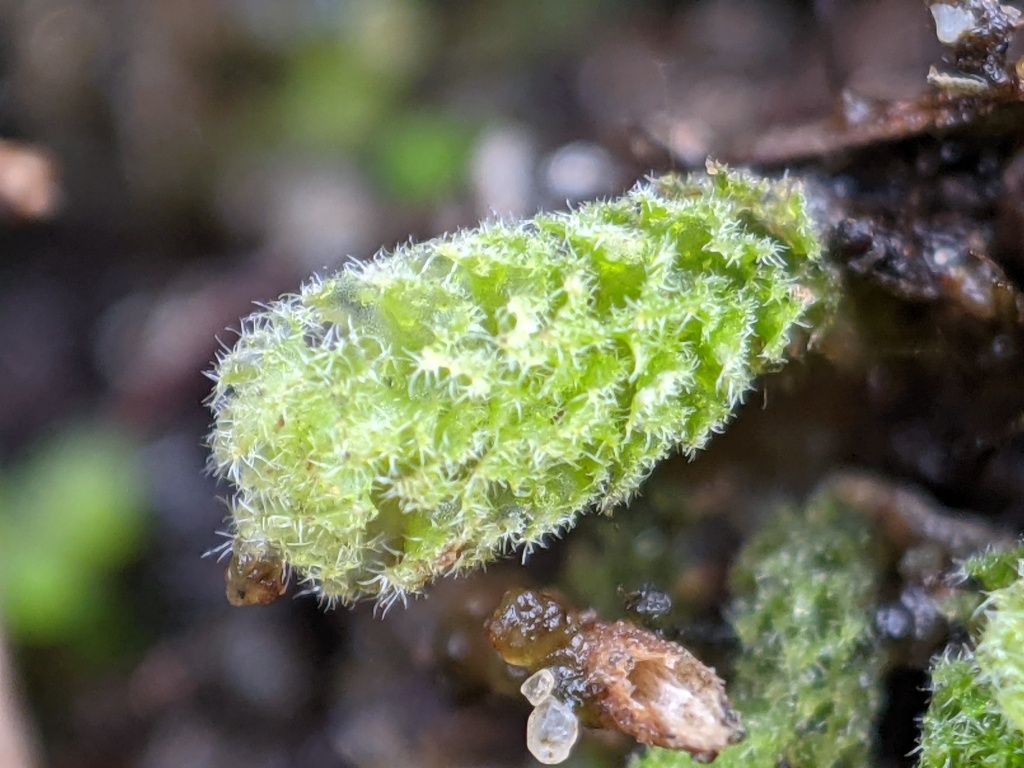 Chaetophyllopsis (hero image)