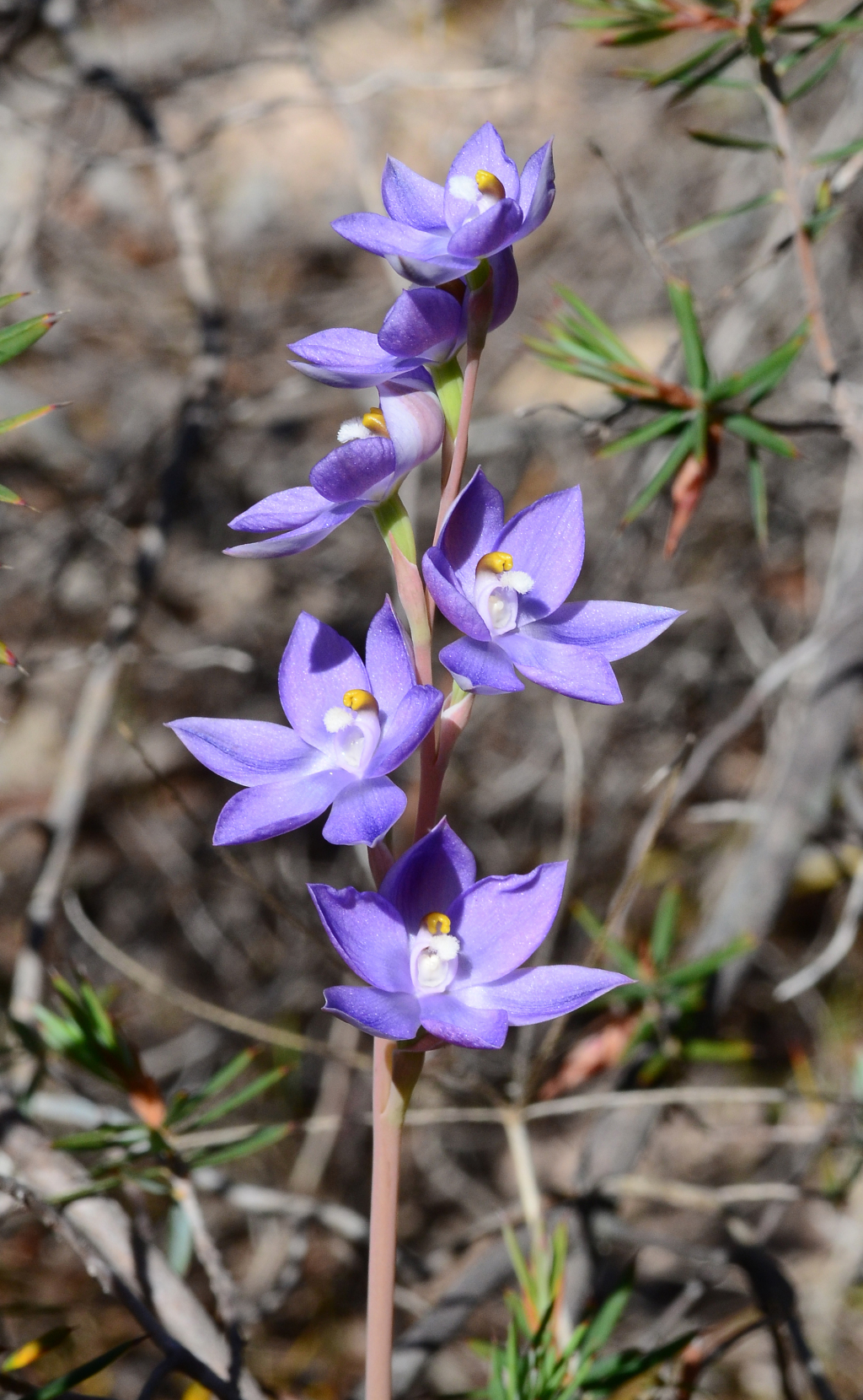 Thelymitra alcockiae (hero image)