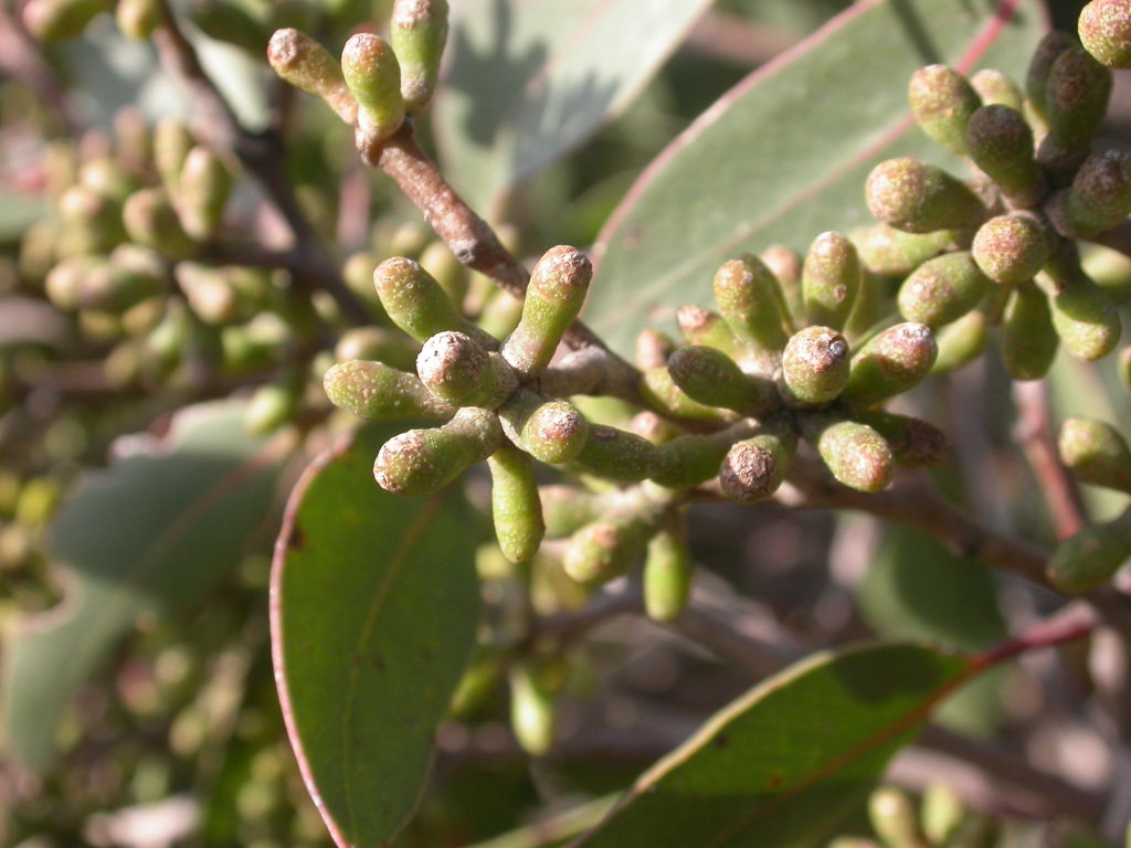 Eucalyptus baxteri (hero image)