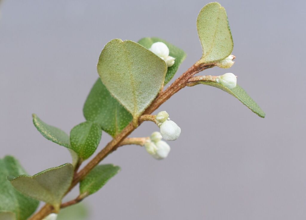 Nematolepis frondosa (hero image)