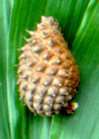 Pinus muricata (hero image)