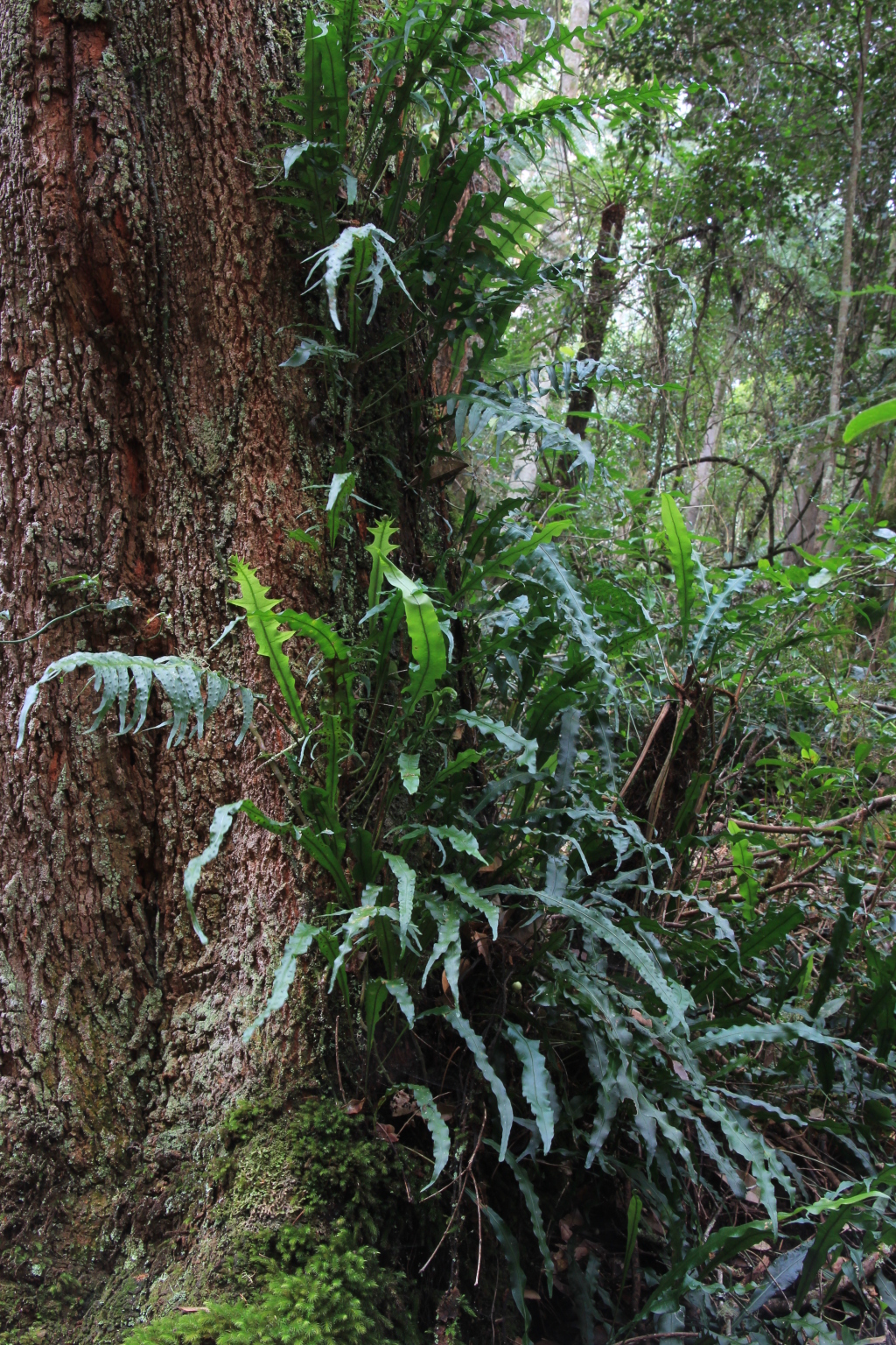 Microsorum scandens (hero image)