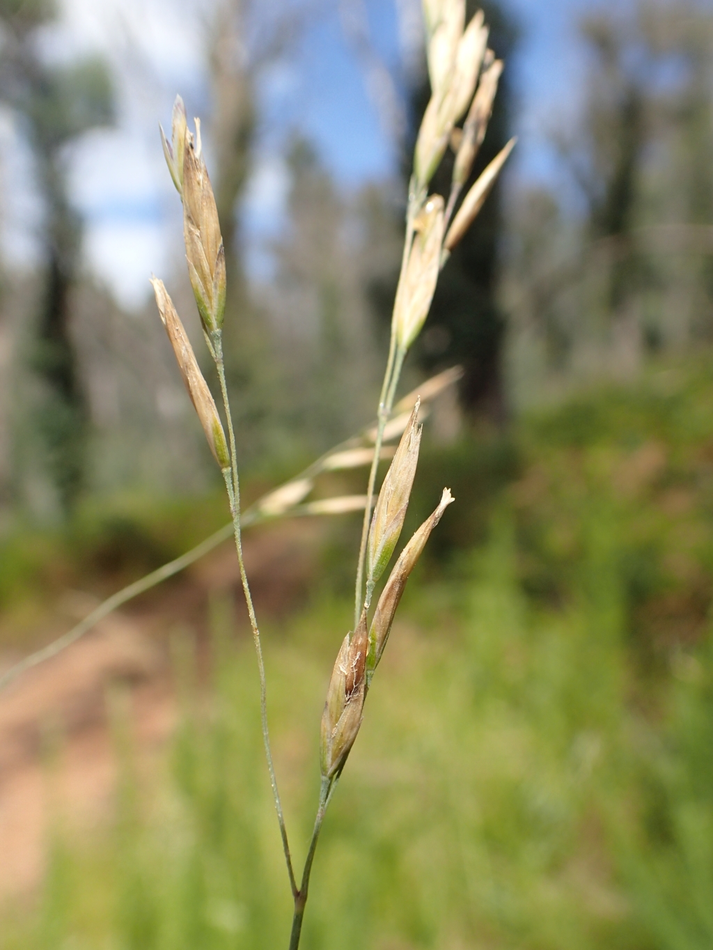 Hookerochloa eriopoda (hero image)