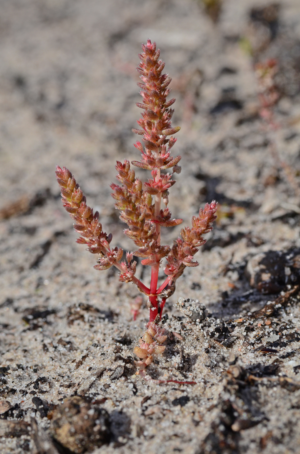 Crassula sieberiana (hero image)