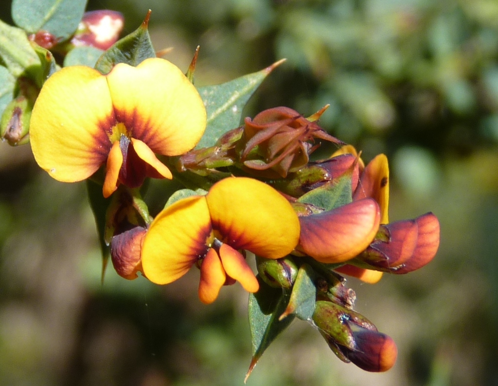 Daviesia ulicifolia (hero image)