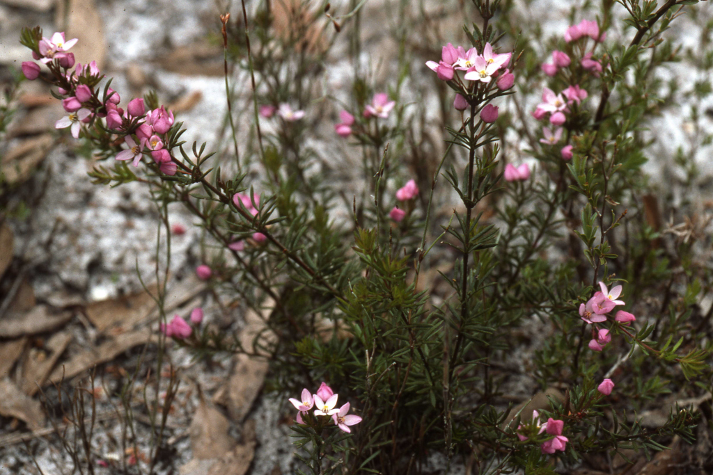 Boronia pilosa subsp. torquata (hero image)