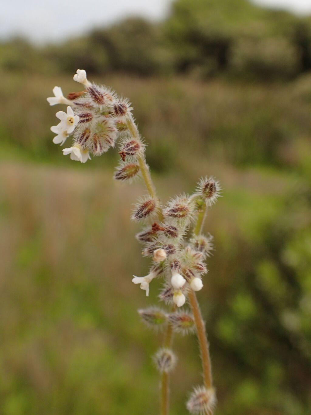 Myosotis australis (hero image)
