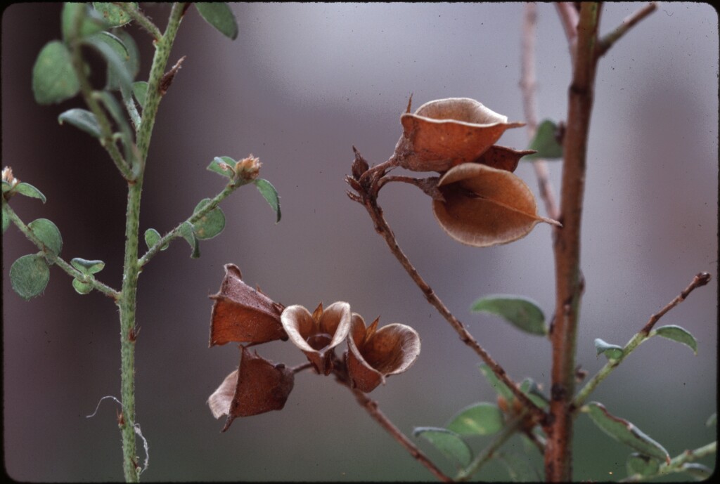 Pultenaea gunnii (hero image)