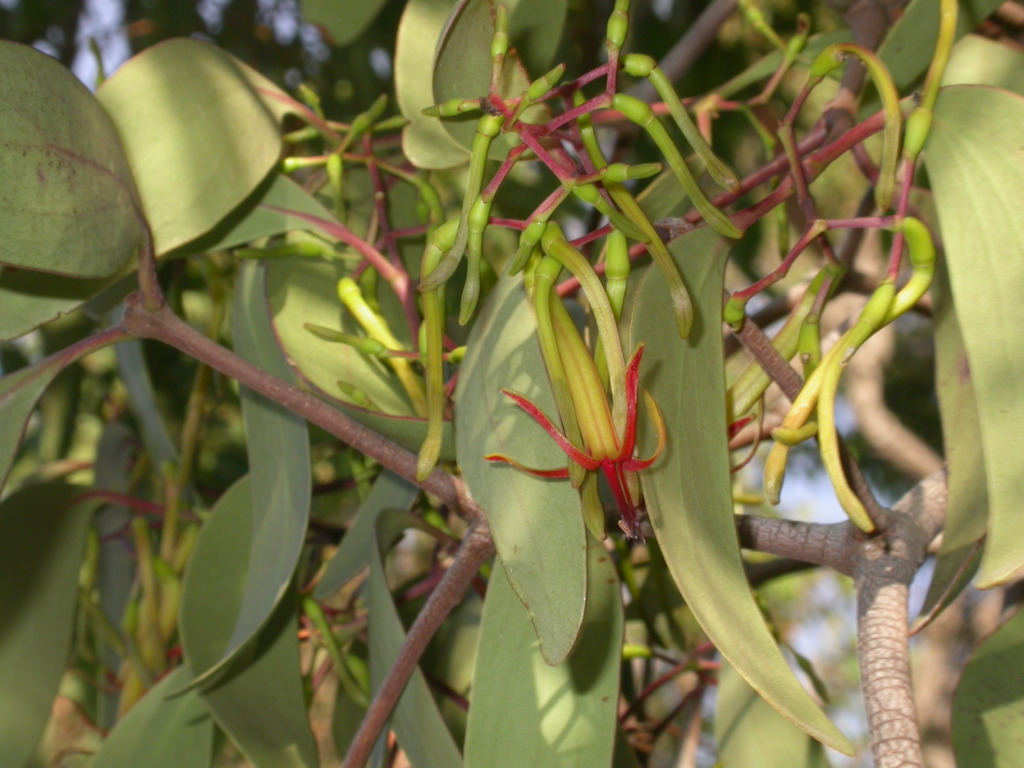 Muellerina eucalyptoides (hero image)