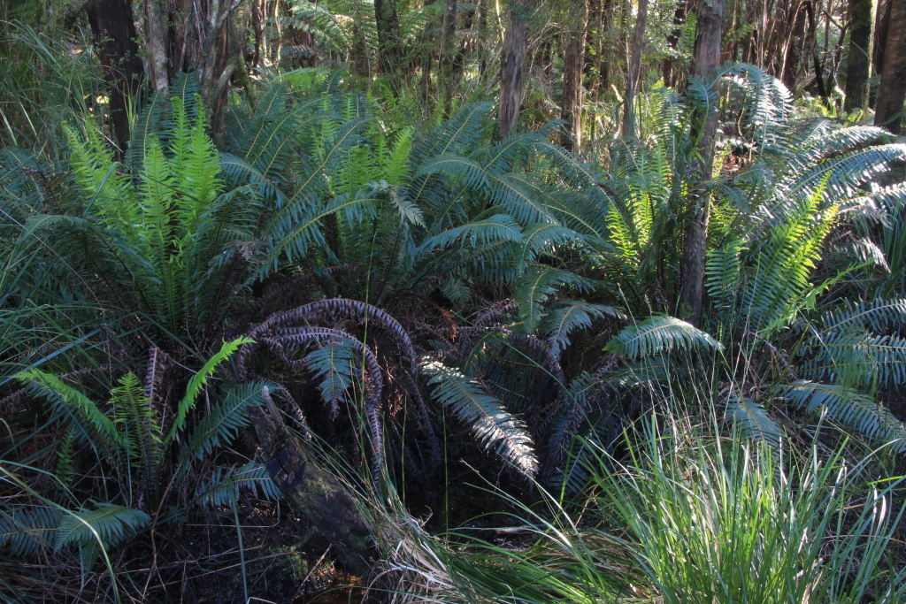 Blechnum nudum (hero image)