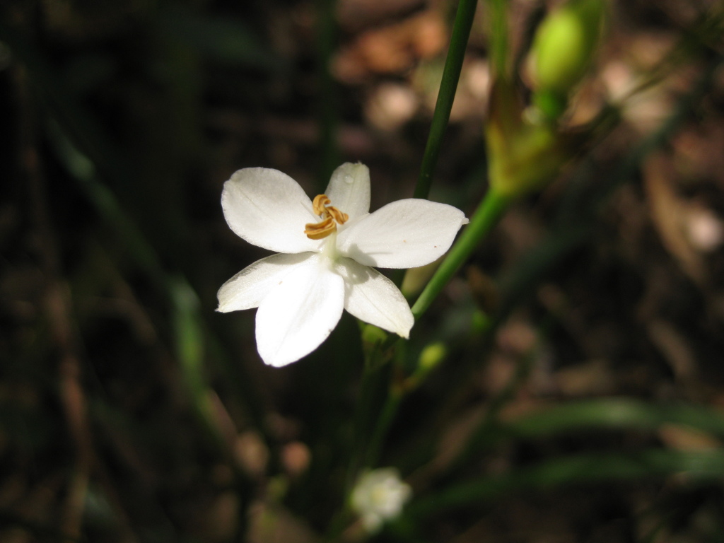 Libertia paniculata (hero image)