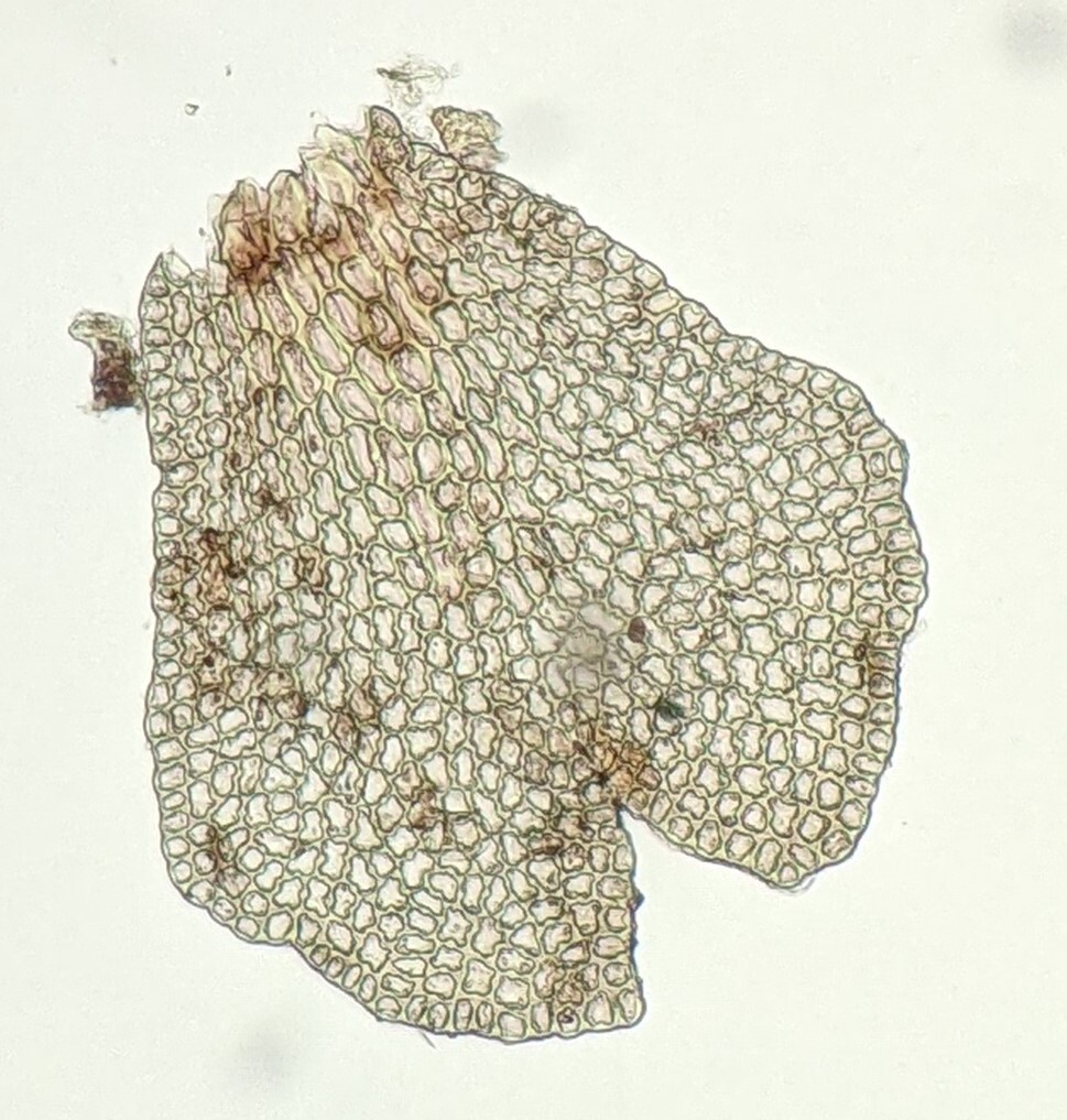 Frullania incumbens (hero image)
