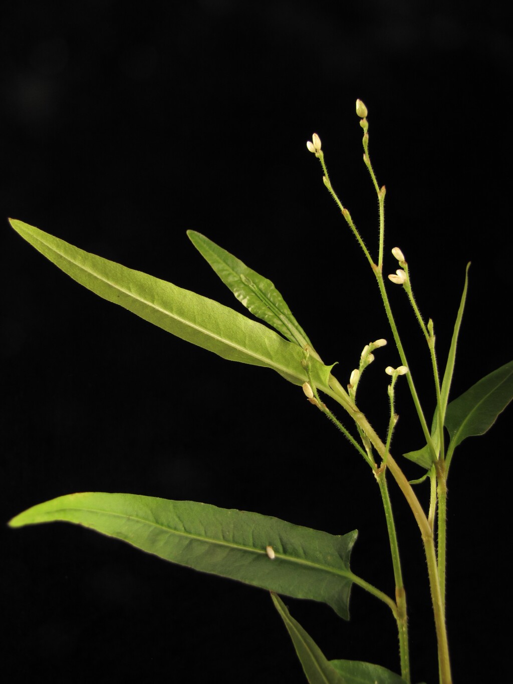 Persicaria praetermissa (hero image)