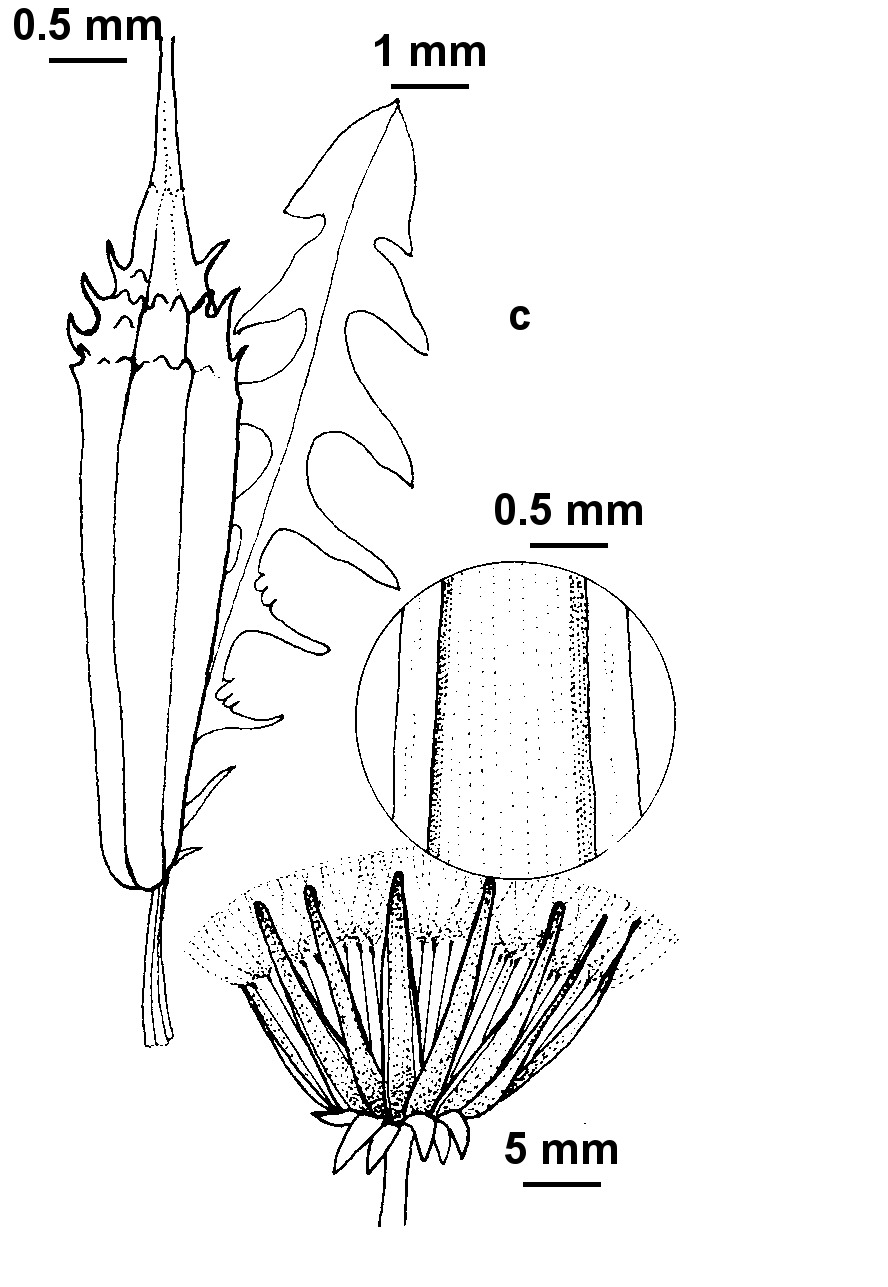 Taraxacum squamulosum (hero image)