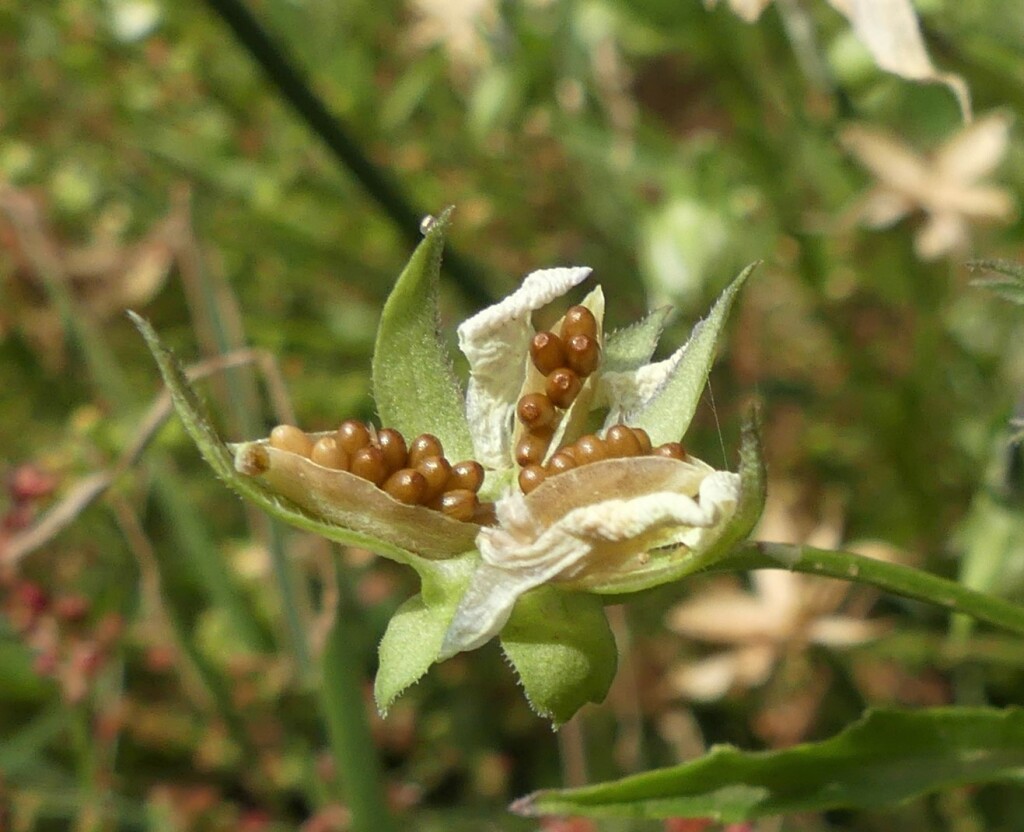 Viola arvensis (hero image)