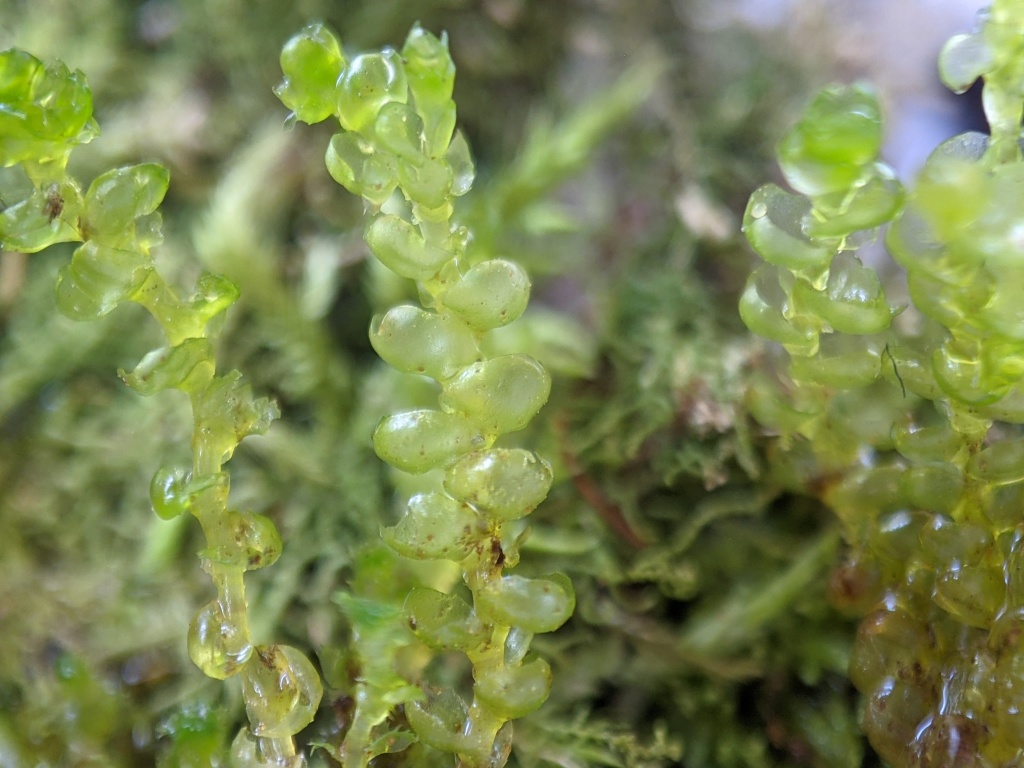 Adelanthaceae (hero image)