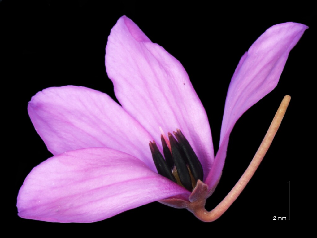 Tetratheca bauerifolia (hero image)