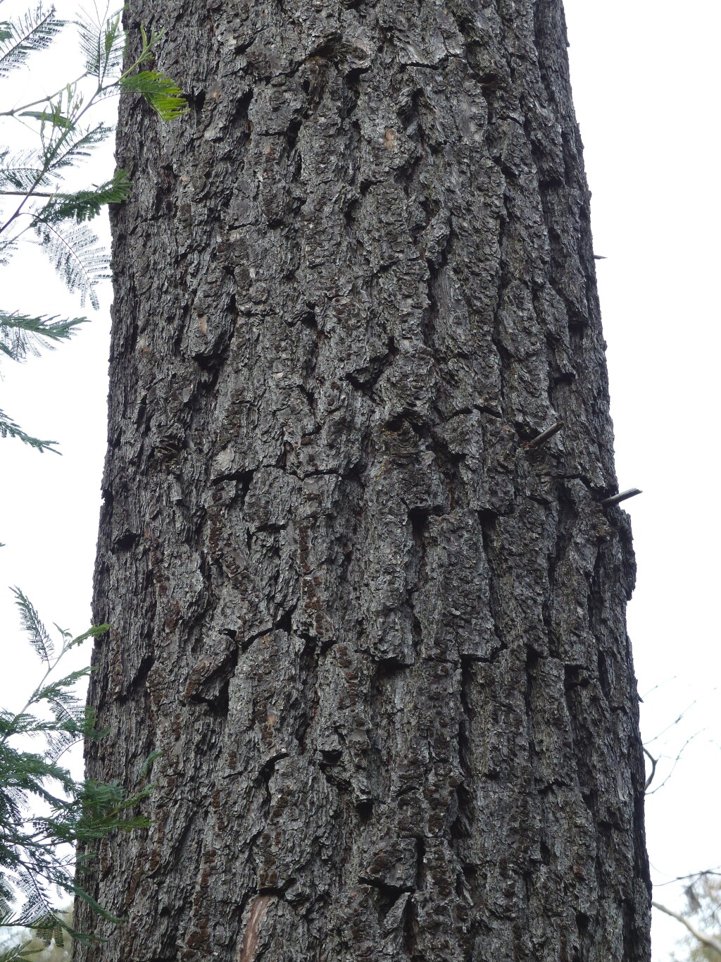 Pinus radiata (hero image)