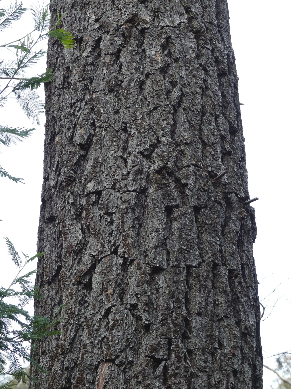 Pinus (hero image)