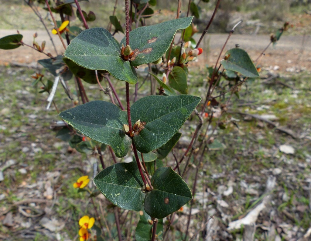 Platylobium montanum subsp. montanum (hero image)