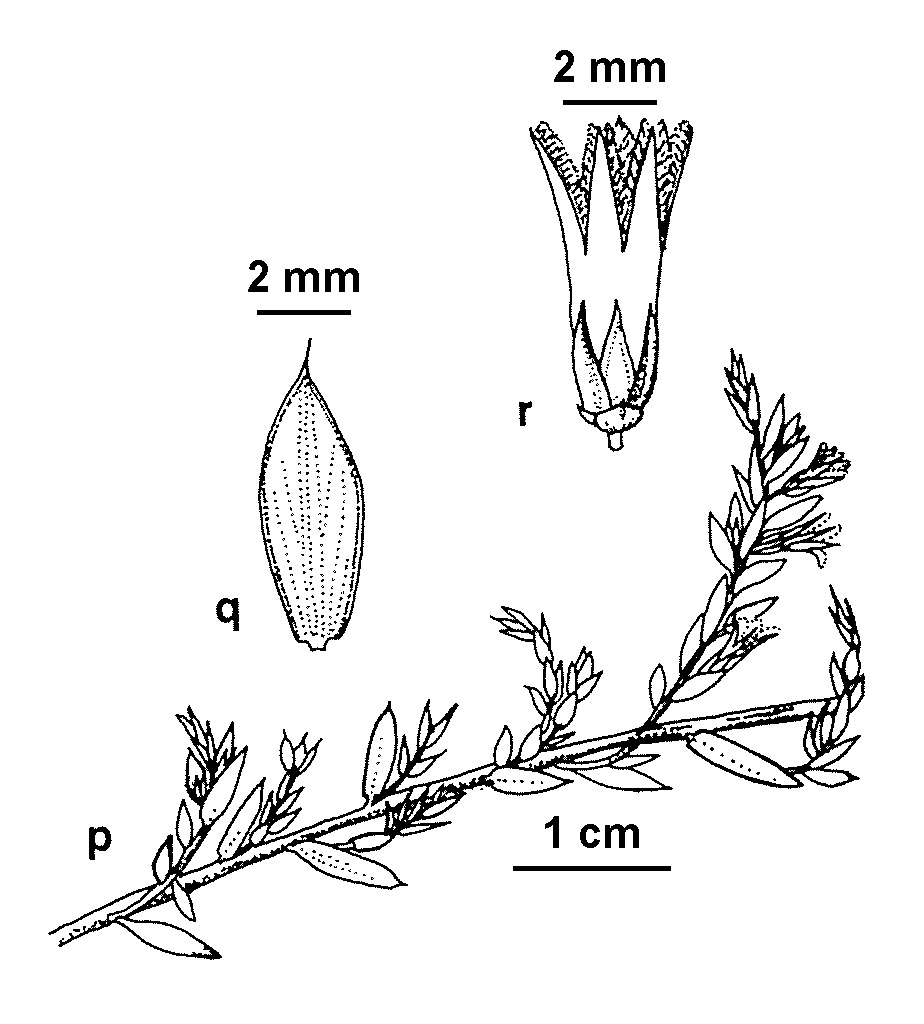 Styphelia nesophila (hero image)