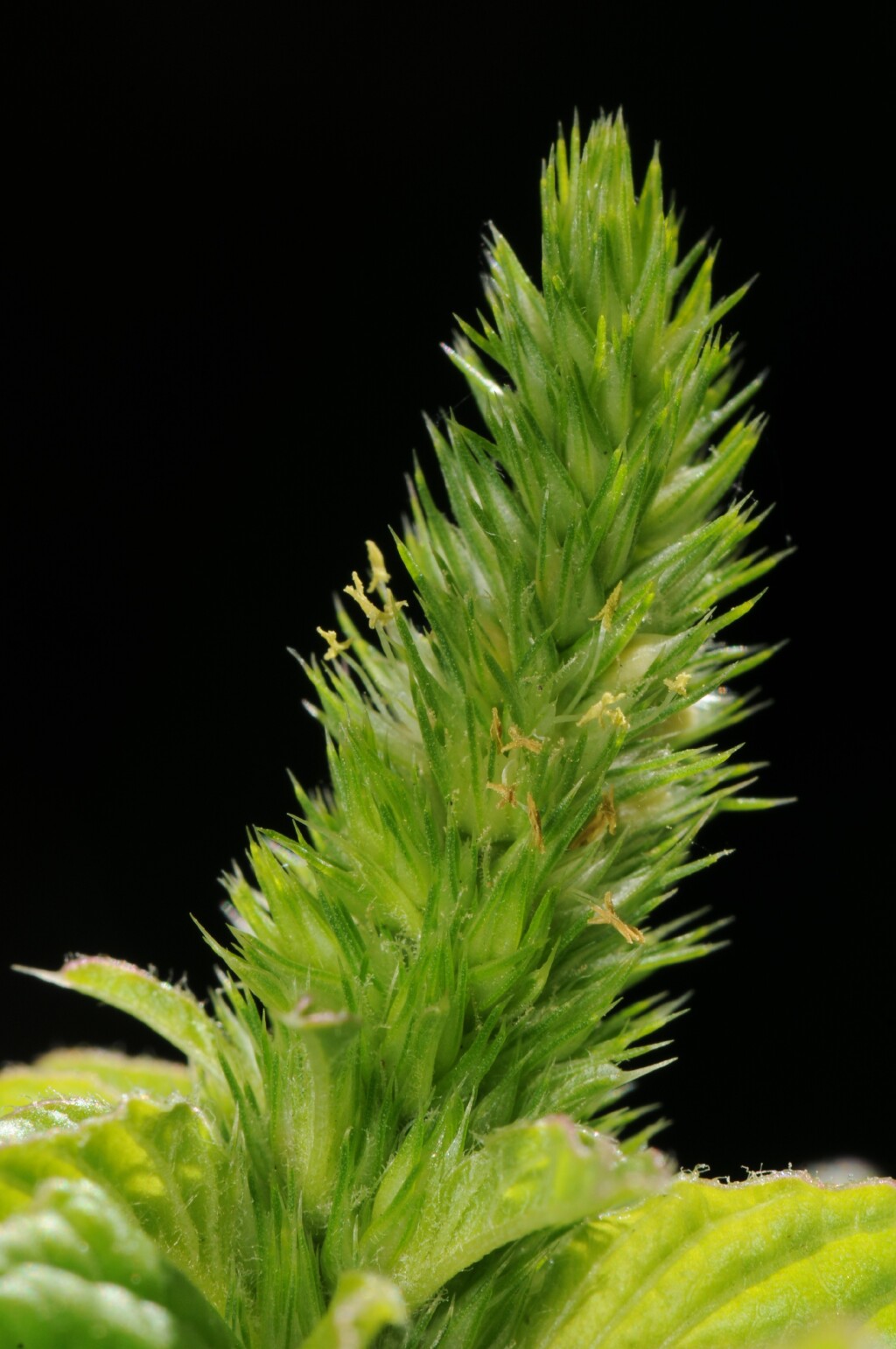 Amaranthus powellii (hero image)