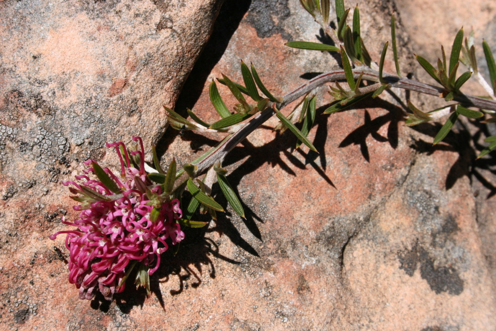 Grevillea confertifolia (hero image)