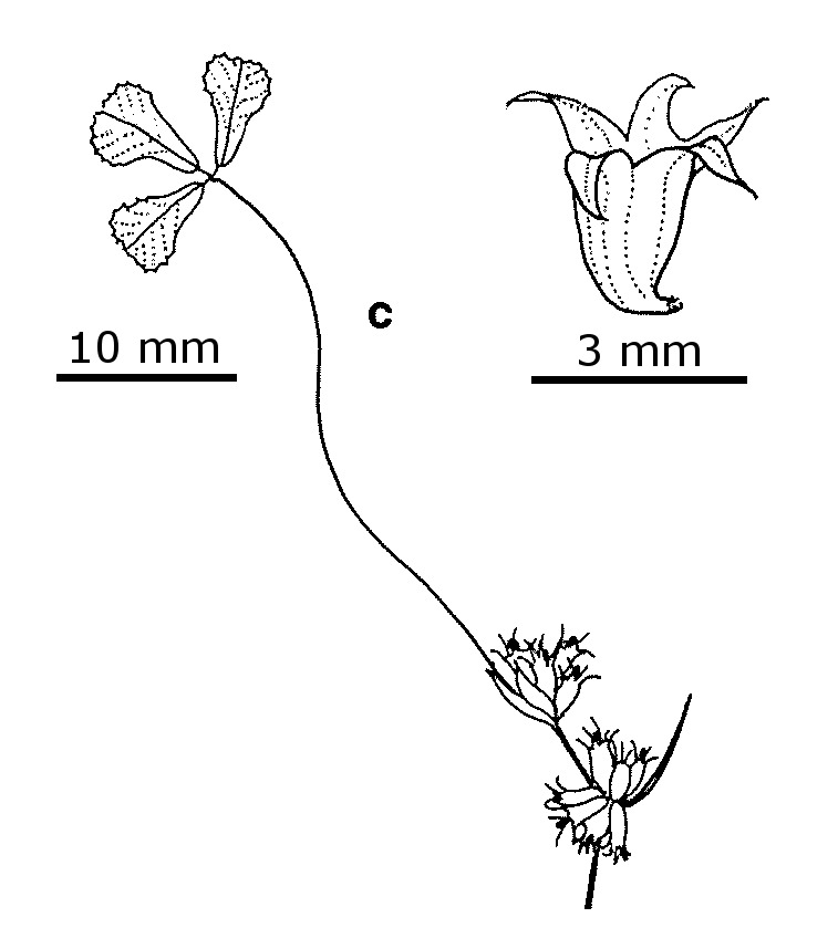 Trifolium suffocatum (hero image)