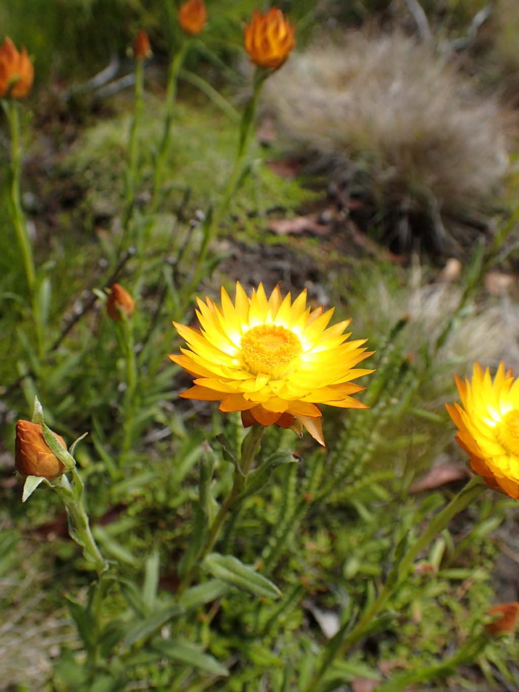 Xerochrysum andrewiae (hero image)