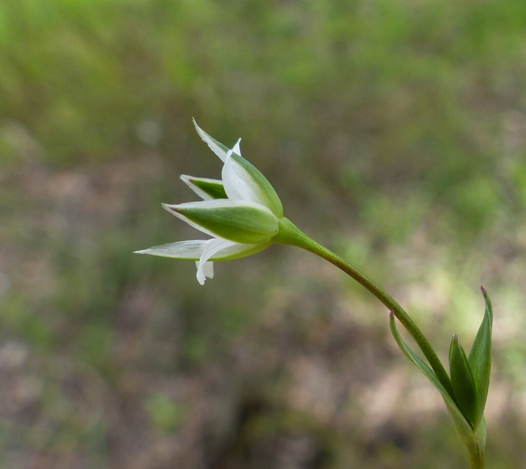 Moenchia erecta (hero image)