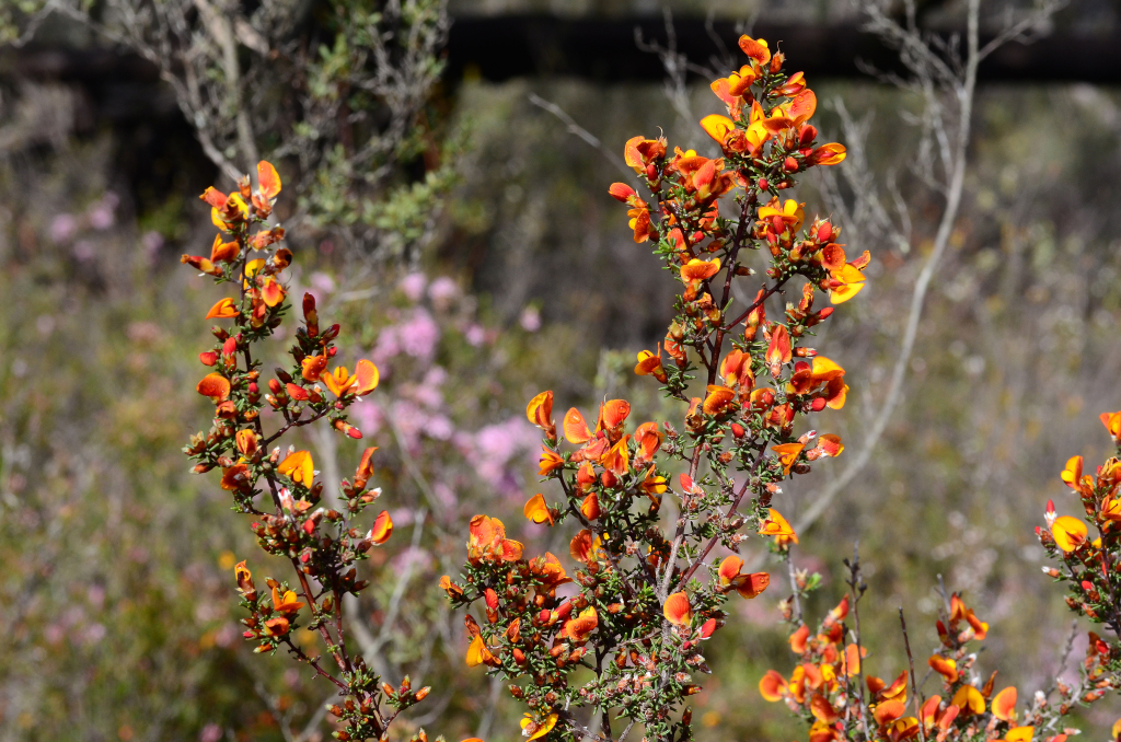 Pultenaea prostrata (hero image)